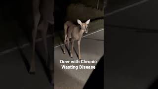 Deer with CWD hunting [upl. by Shiverick]