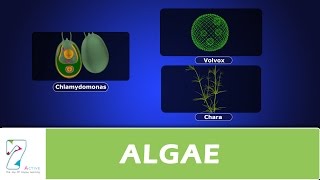 ALGAE [upl. by Tereb]