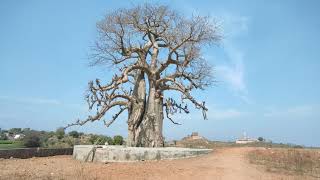 The African Baobab Tree Adansonia digitata in India  कल्पवृक्ष [upl. by Neral]