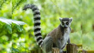 ringtail cat  ring tail flipper ringtail lemur  ringtail racoon curious fact of ringtail 🐁🦝🦝 [upl. by Flore]