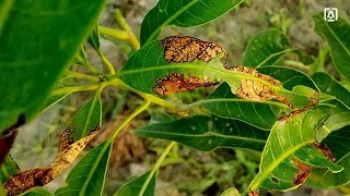 How to treat anthracnose of mango  Disease of mango plant  आम का एन्थ्रेक्नोज रोग उपचार  mango [upl. by Loree66]