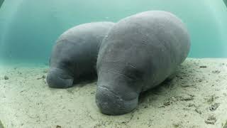 Swimming with manatees in crystal clear water [upl. by Theurich162]