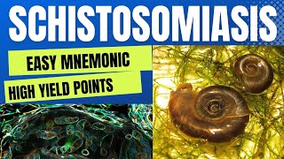 Schistosomiasis Bilharziasis Cause Diagnosis amp Treatment  Easy Mnemonic  High Yield Points [upl. by Osnofedli]