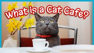 What is a Cat Cafe [upl. by Nesto21]