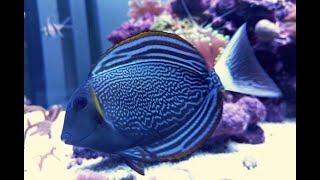 Everything You Need to Know About Surgeonfish [upl. by Kirwin780]