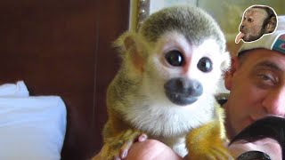 Baby Squirrel Monkey [upl. by Anelec]