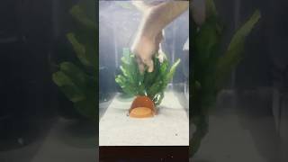 Using a nice clump of Java Fern to make the perfect home for a breeding pair of Blue Black Rams [upl. by Aieki]