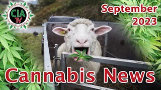 CannaNews September 2023  Deutschland Österreich Schweiz Thailand USA Griechenland [upl. by Dayna]