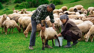 Fresh Sheep Milk  Making Traditional Caucasus Cheese [upl. by Laws]