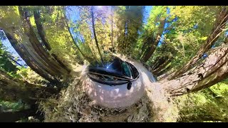 🌳 Redwood National Park USA 🇺🇸  Join me on a short 360 drive through the amazing Redwoods [upl. by Grace]