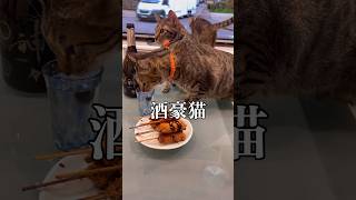 串カツとカリカリで一杯【味噌カツ】【つけてみそかけてみそ】【猫動画】 [upl. by Wooldridge]