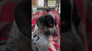 How could anyone be mean to this dog 🐶🥺 dogs pets petcare love cute shortsfeed [upl. by Eirrehs]