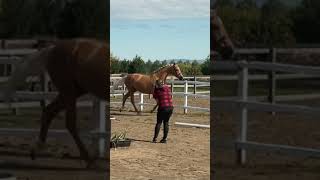 Elegance in Motion for this Golden Warmblood Mare shorts horse beautiful [upl. by Norrahs]