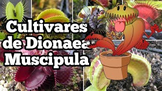 Conociendo Cultivares de Dionaea  Plantas Carnívoras  Parte 12 [upl. by Radborne]