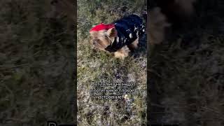 yorki рекомендации популярное прикол yorkies собаки yorkiebrity счастье love yorkie юмор [upl. by Ellenehs438]