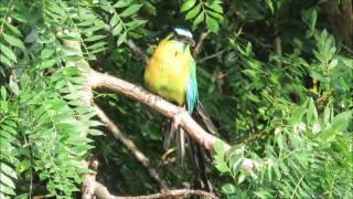 BlueCrowned Motmot in Costa Rica  Exotic Birds of Costa Rica  porqueamoacostaricablogspotcom [upl. by Howell]