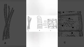 Oscillatoriaoscillatoria algae bsc important species shorts botany biology [upl. by Dyanne184]