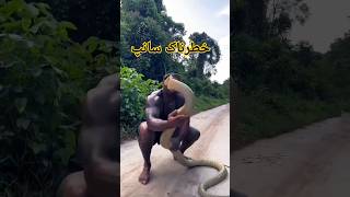 Dangerous cobra snake snake viralvideo shortvideo [upl. by Kemme428]