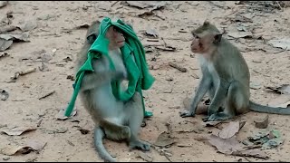 Strange activities of monkeys [upl. by Winter196]