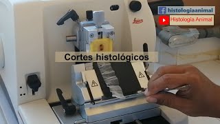 Cortes histológicos  Paso a paso para tu primer corte con microtomo [upl. by Nueormahc824]