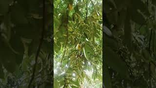 Manggang hilaw ug carambola or balingbing [upl. by Hanleigh]