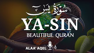 Heart shooting recitation of Surah Yaseen Yasin سورة يس  by Alaa aqel [upl. by Seravart]