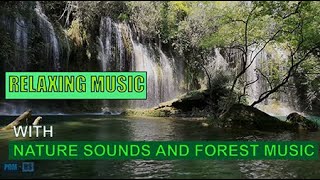 Relaxing Music with Nature Sounds and Forest Music [upl. by Tuhn]