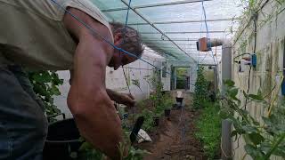 Moving the acclimatized bramble berry bush out of the Walipini Will it take the HOT weather [upl. by Chuah]