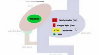 GR 11 CCK Causes Bile Release [upl. by Nocam]