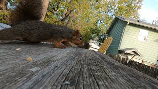 Squirrels eating corn on the leanto [upl. by Leveridge]