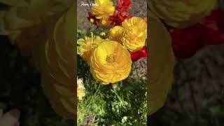 Wistaria Gardens in Parramatta Park  Stunning Spring Event 2024  Australia shorts ytshorts [upl. by Akenet]