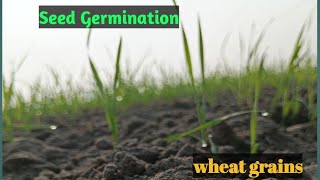 L1 Germination of seed crop production 8th scienceradical plumule [upl. by Polloch]