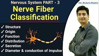 NERVE FIBER CLASSIFICATION  Full detail in Hindi [upl. by Rikki]