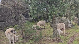 Veréis como se quedan los mastines con los recién macidos😉👍 [upl. by Sara135]