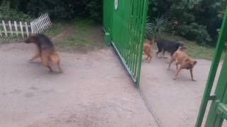 Brave dogs fighting at gate [upl. by Delcine]