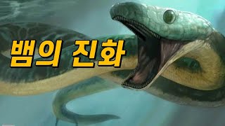 뱀은 왜 다리가 사라졌을까｜코브라가 독을 뱉게 된 진짜 이유 [upl. by Darom]