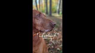 Vizsla im quotLeerlaufquot  DOGSPARTNER [upl. by Ateloj]