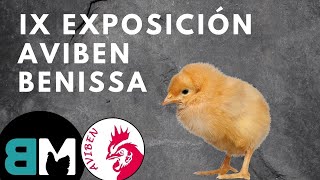 Exposición Avícola de Benissa  2024 [upl. by Hoseia962]