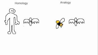 Biology Analogy vs Homology [upl. by Adnilemre]