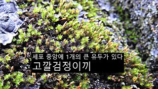 고깔검정이끼 Leskea polycarpa Ehrh ex Hedw [upl. by Conner]