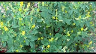 الحندقوق الطبي او اكليل الملك Melilotus officinalis [upl. by Nnayhs]