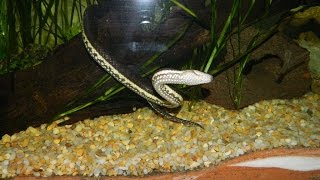 Macleays Water Snakes  Feeding Frenzy Enhydris polylepis [upl. by Lewendal]