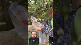 How to irrigate fruit trees طريقة ري الاشجار [upl. by Erasaec124]