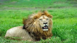 The World of Lions King of the Savanna  Wild Diary Florence [upl. by Infield]