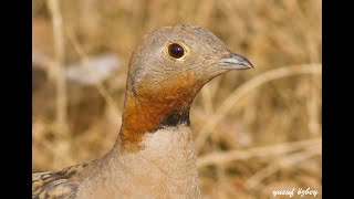 Blackbellied Sandgrouse  Pterocles orientalis HD  Bağırtlak [upl. by Sidwohl]