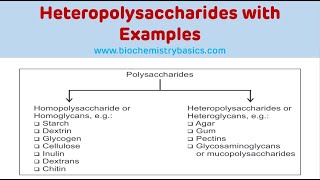 Heteropolysaccharides With Examples  Glycosaminoglycans Biochemistry [upl. by Gnoc]