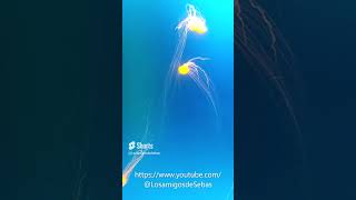 Medusas en el gran acuario de Mazatlán animals shorts mazatlan [upl. by Irehs]