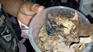 Heterometrus silenus  Asian black forest scorpion scorpion [upl. by Eihs822]