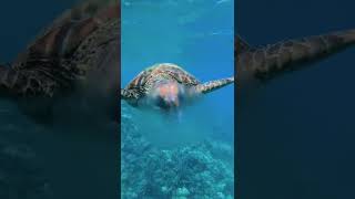 All about Turtles Beaks Turtles Facts Beaks Discoverychannelindia [upl. by Rawley]