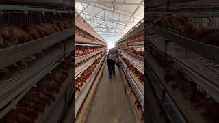 The chicken farm does not have automated feeding equipment [upl. by Ambrosia]